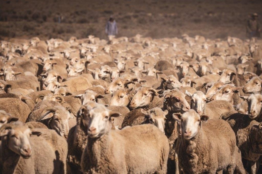 0 Bedroom Property for Sale in Victoria West Rural Northern Cape